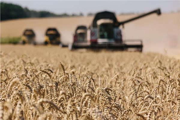 جوتيرش يحذر من إنقطاع إمدادات القمح عالميا بسبب الحرب الأوكرانية | بوابة  أخبار اليوم الإلكترونية
