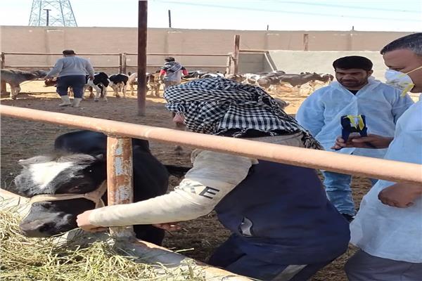 حملات بيطرية 