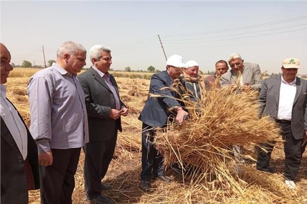انطلق موسم حصاد القمح بمحافظة  الشرقية