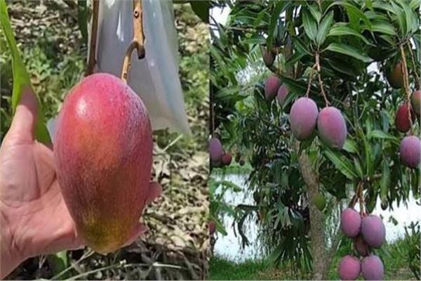 أغلى أنواع المانجو في العالم