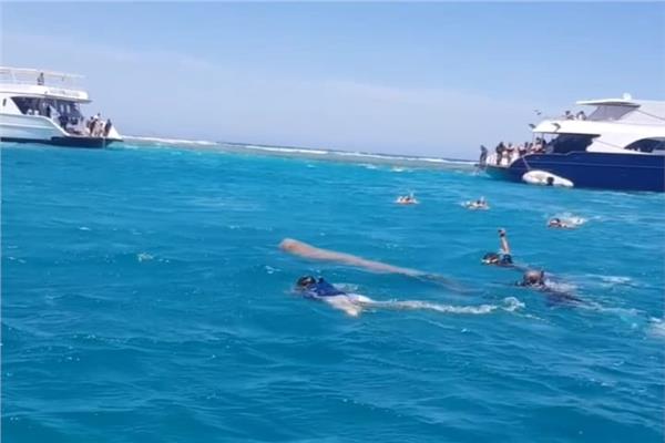 عروس البحر