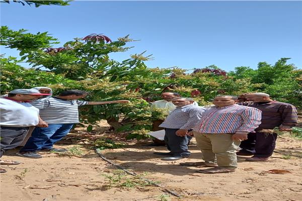  معهد بحوث أمراض النباتات