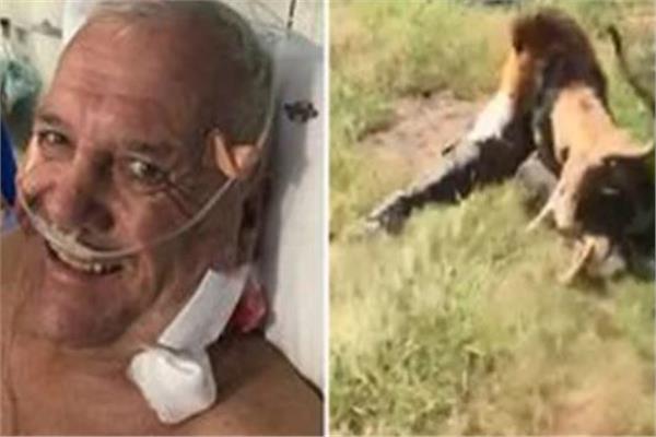 أسد ضخم يجر حارس حديقة الحيوان بفكيه