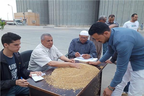 جانب من استلام القمح المحلي من خلال لجان متخصصة