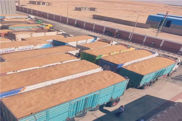  إقبال كثيف على توريد القمح