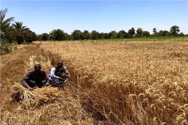  توريد محصول القمح في أسوان