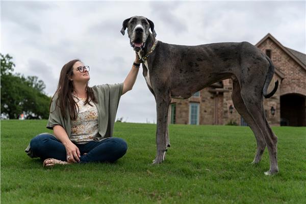 زوس».. أطول كلب في العالم يدخل موسوعة جينيس | بوابة أخبار اليوم الإلكترونية