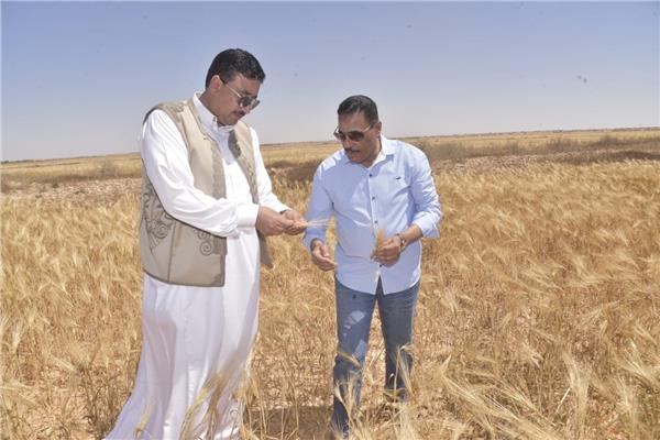 محافظ مطروح