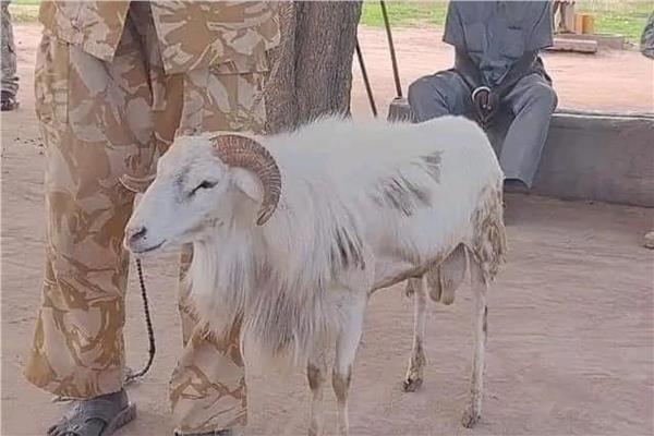  السجن لخروف قتل امرأة في جنوب السودان