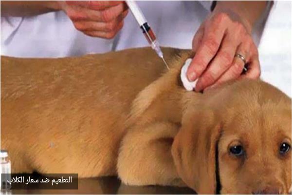 سعار الكلاب