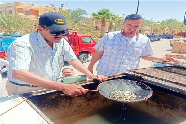 دعم واحة سيوة بمليون ذريعة سمكية من البلطي الاحمر 