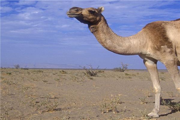 جدري الإبل