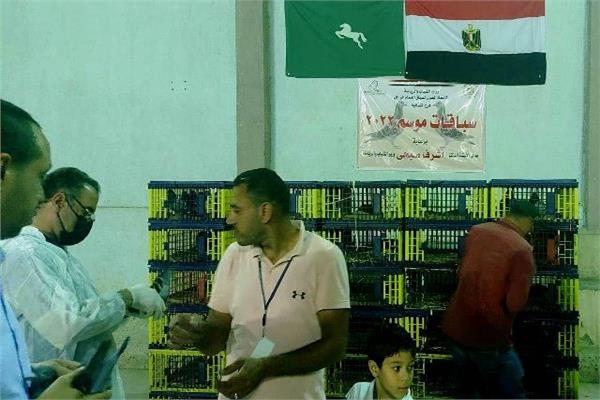 انطلاق سباق الحمام الزاجل بالشرقية 