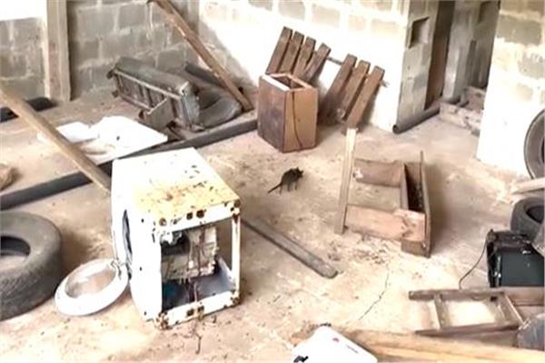 تدريب الفئران للعثور على الناجين بمناطق الزلازل