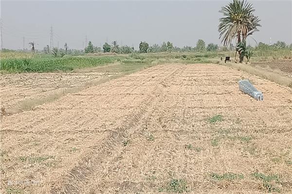 صورة موضوعية