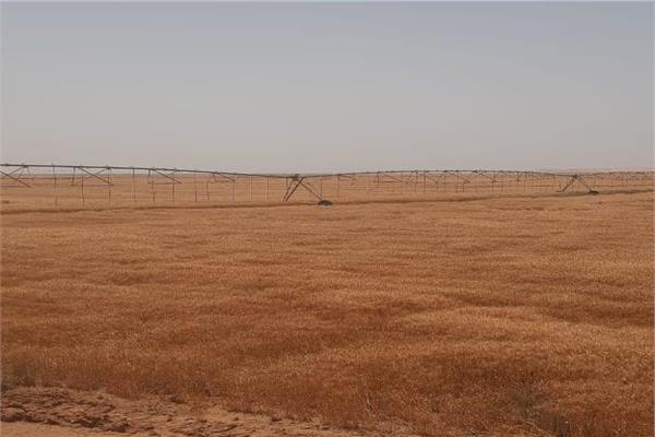 حقول القمح في توشكى