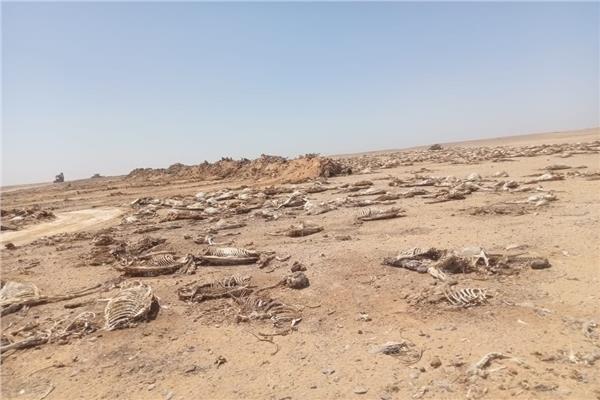 العثور على هياكل حمير مذبوحة ومنزوعة الجلود بطريق الفيوم