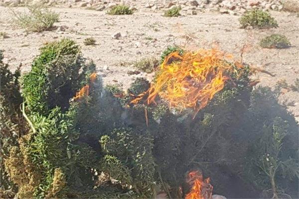 ارشيفية