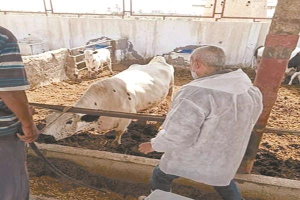 متابعة مستمرة لمشروعات تربية الأبقار
