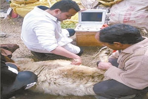 الكشف على الخراف بأحدث الأجهزة البيطرية