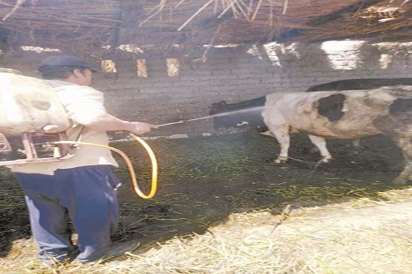 تعقيم مزارع تربية العجول