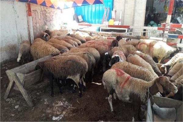 محافظة الجيزة تحظر إقامة شوادر عرض وبيع الأضاحى بالشوارع والميادين