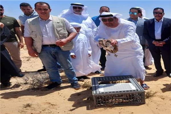 محافظ مطروح يشارك فى عملية إطلاق طائر الحباري 
