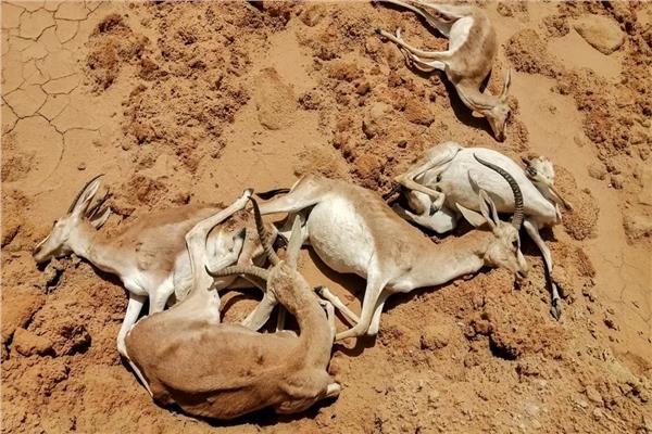 غزلان الريم النادرة تموت من الجوع
