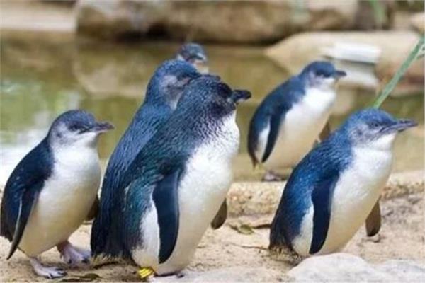 نفوق مئات البطاريق بـ نيوزيلندا