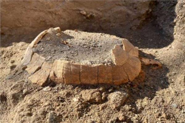  قبل 2000 عام ..سلحفاة حامل ضحية بركان في إيطاليا 