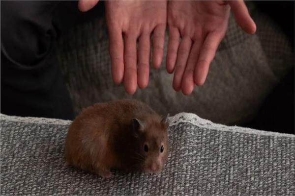 جريمة بشعة بحق الحيوان.. سيدة تتباهى بأكل كائن صغير