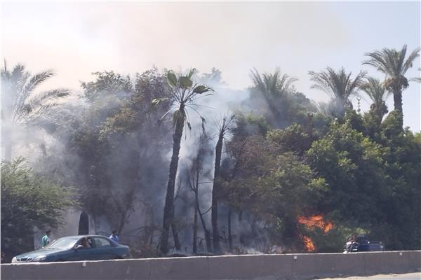 اندلاع حريق بعدد من الأشجار والنخيل بالطريق الزراعي بطوخ
