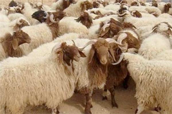شروط الأضحية
