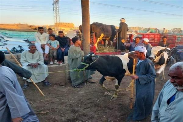 سوق المواشى بمحافظة الأقصر
