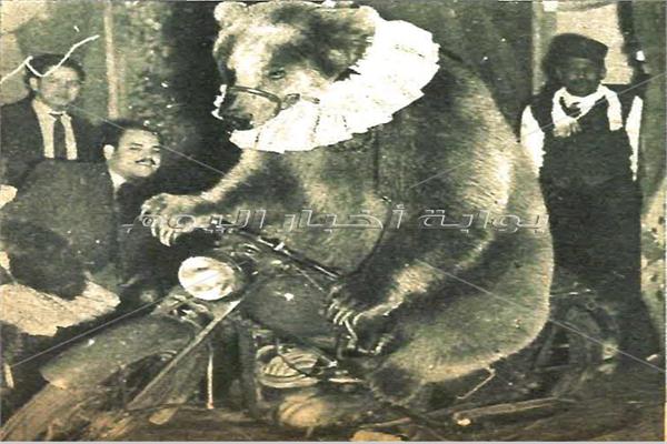 الدبة الراقصة تركب الموتوسيكل