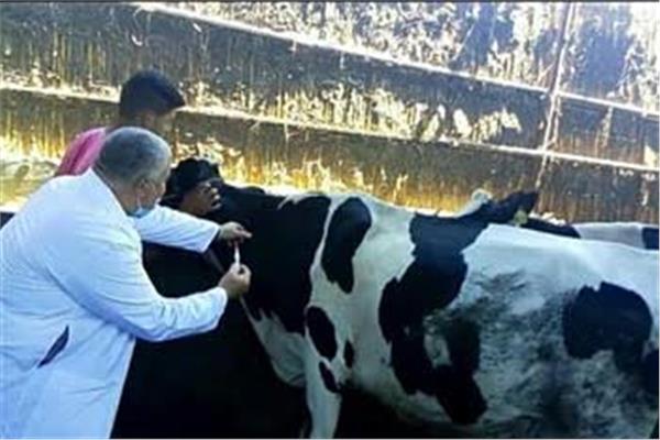 لحملة القومية لتحصين الماشية ضد مرضى الحمى القلاعية وحمى الوادي المتصدع بالبحيرة 