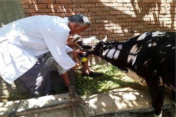 تحصين ضد الحمي القلاعية 