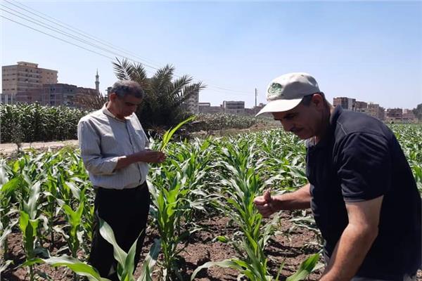 موضوعية