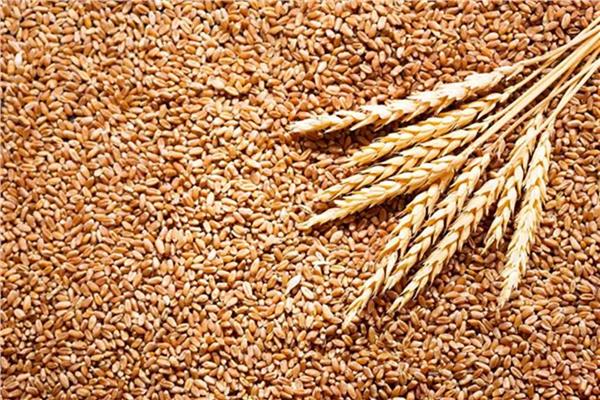  أسعار القمح العالمية