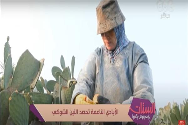 سيدة تحصد التين الشوكي