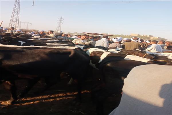تحصين 13 ألف و492 رأس ماشية بالأقصر
