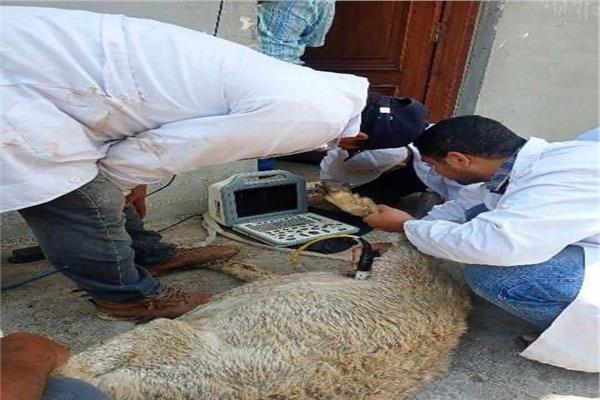 جانب من إجراء المسلح التناسلي