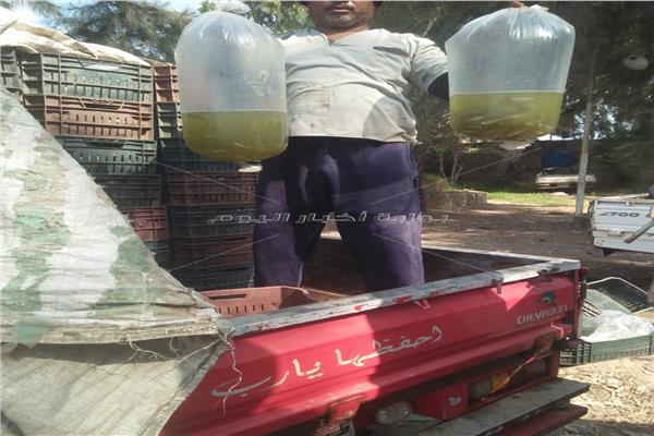 ضبط 5 ألاف وحدة زريعة طوبار بكفر الشيخ لم يصرح بنقلها
