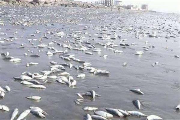  نفوق الأسماك