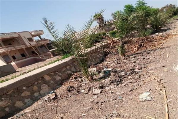  زراعة 9745 شجرة مثمرة بمختلف مراكز ومدن الشرقية 