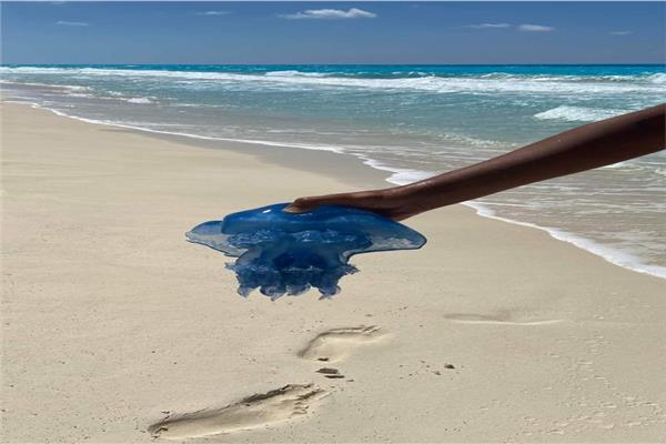 أستاذ سموم بالإسكندرية: ما يتردد عن القنديل الأزرق غير دقيق