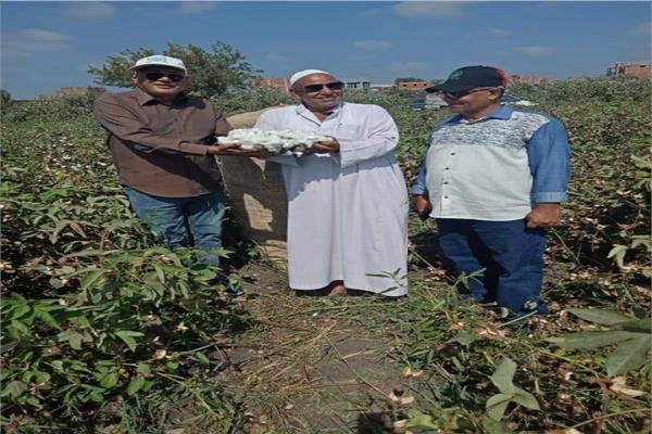 موسم جني محصول القطن
