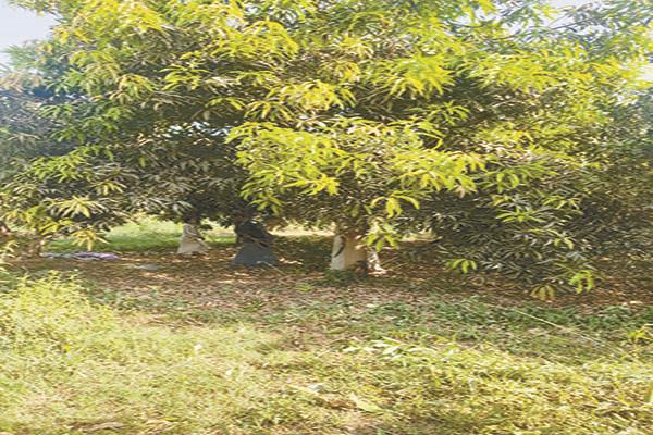 إحدى أشجار مزرعة الملك فاروق