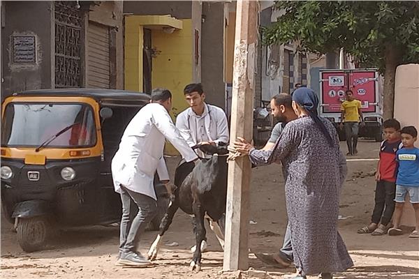  جامعة مدينة السادات  تطلق قافلة بيطرية وزراعية مجانية لقرية "طه شبرا"