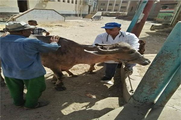 قافلة بيطرية من جامعة الزقازيق تعالج 2346 من الحيوانات والطيور 